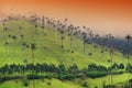 The wax palm trees from Cocora Valley are the national tree, the symbol of Colombia and the WorldÃ¢â¬â¢s largest palm. Royalty Free Stock Photo